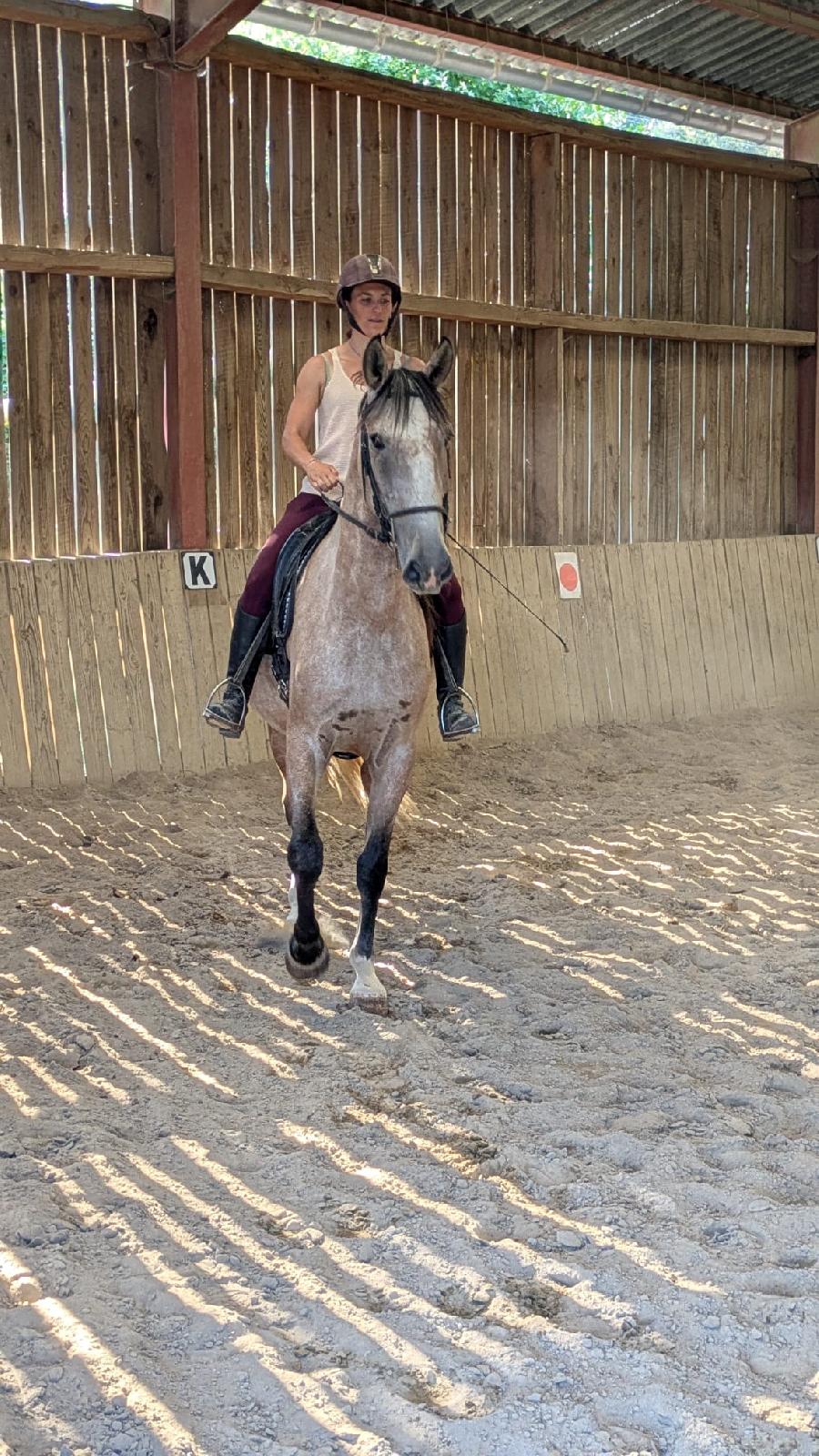 Cheval Lusitanien � vendre Cenves dans le Rh�ne photo 2