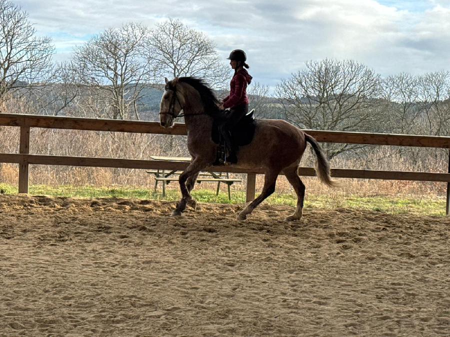 Cheval Lusitanien � vendre Cenves dans le Rh�ne photo 2