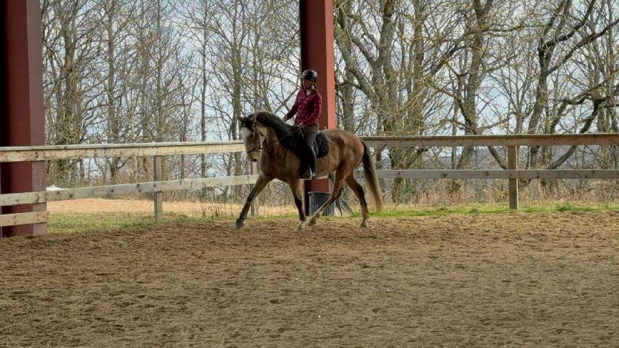 Cheval Lusitanien � vendre Cenves dans le Rh�ne photo 3