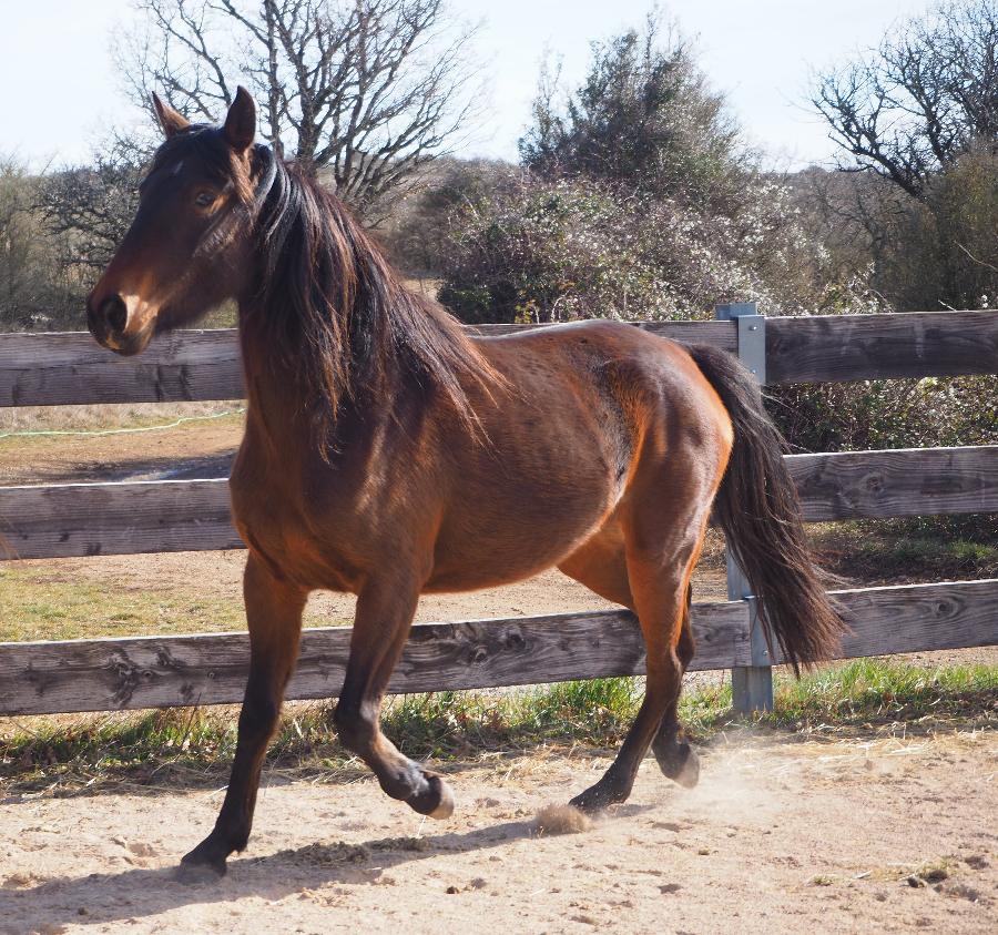 Cheval Arabe  vendre Blandas dans le Gard photo 2