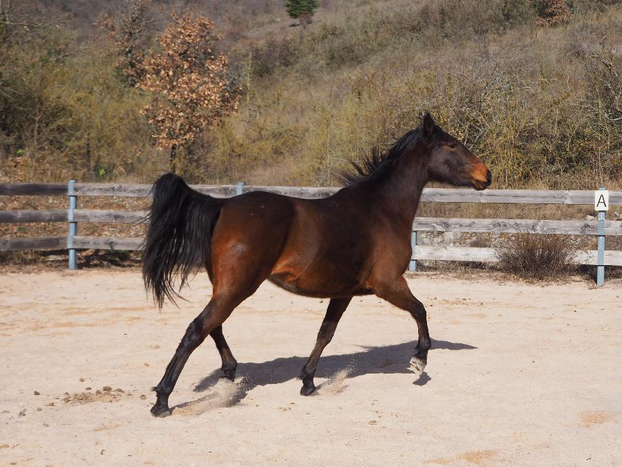 Cheval Arabe  vendre Blandas dans le Gard photo 3