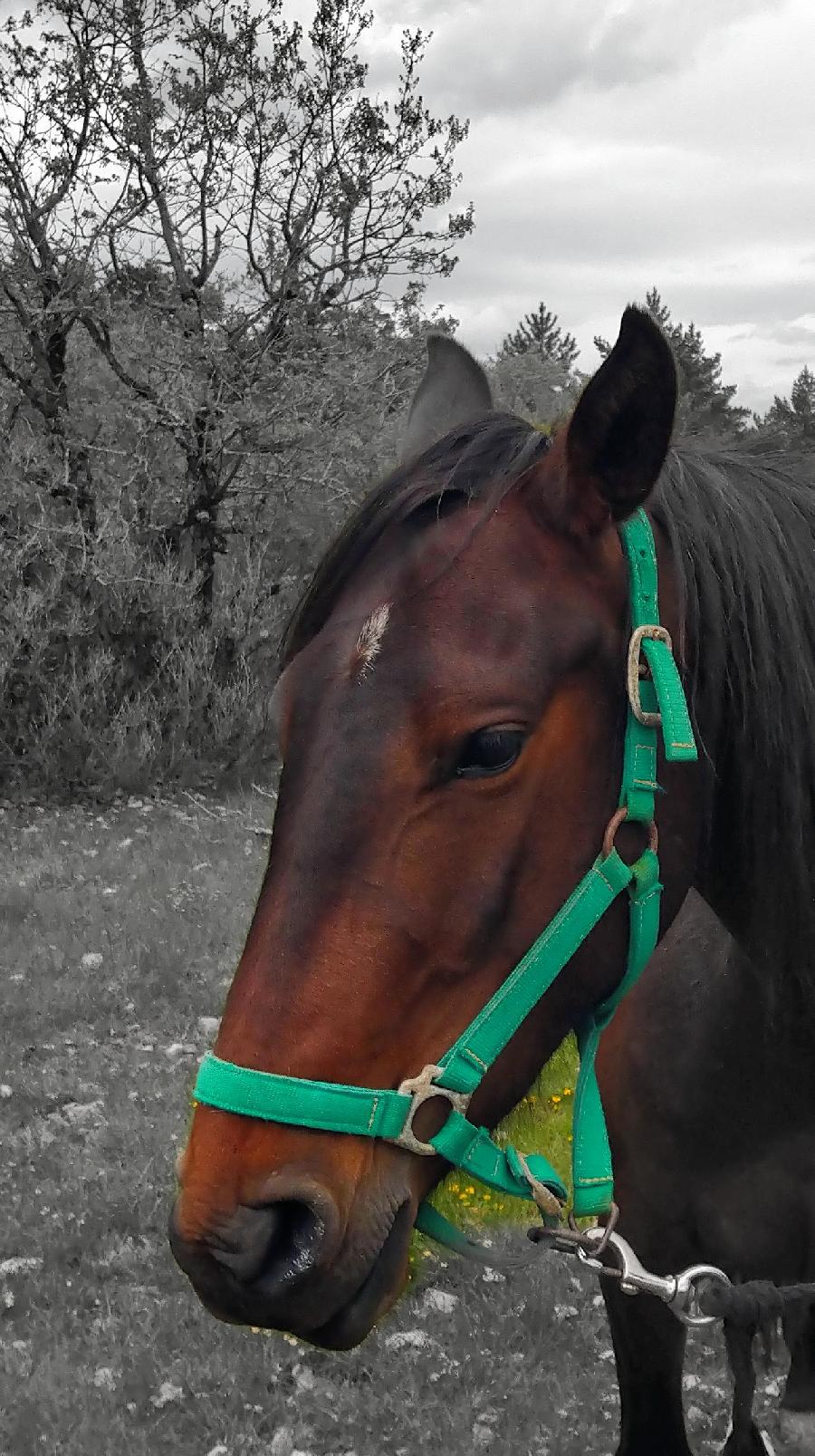 Cheval Arabe  vendre Blandas dans le Gard photo 4