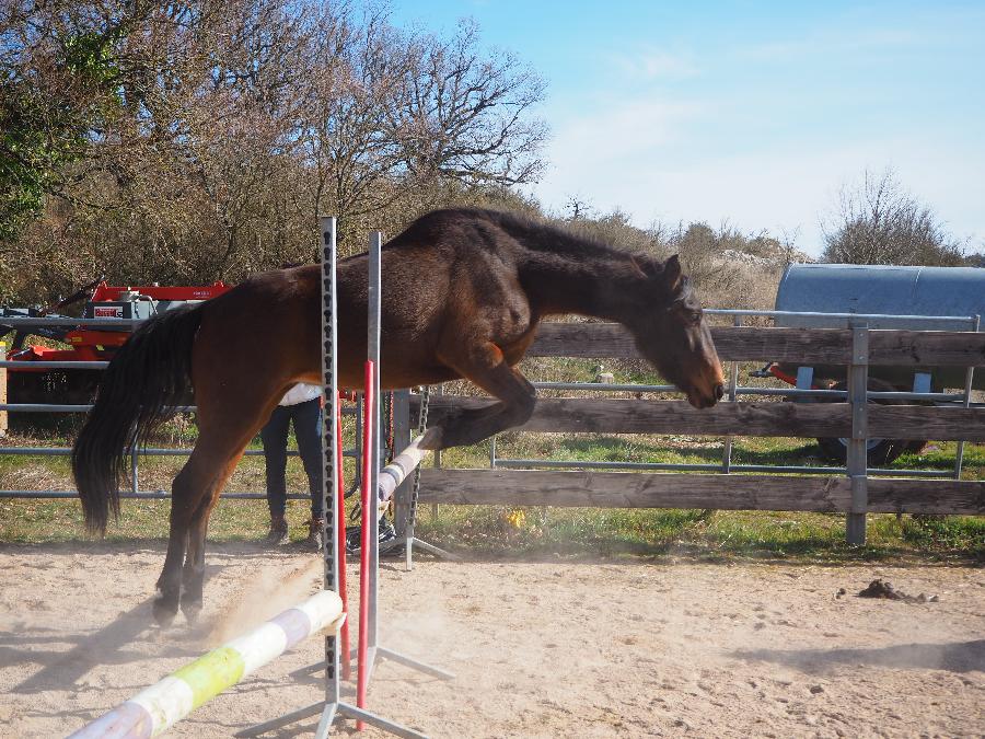 Cheval Arabe  vendre Blandas dans le Gard photo 5