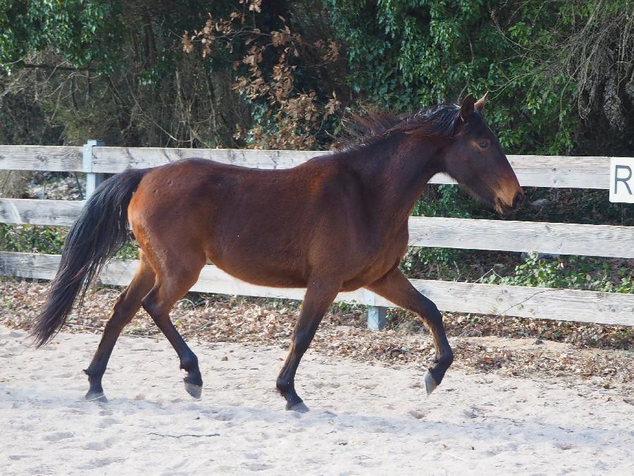 Cheval Arabe  vendre Blandas dans le Gard photo 6