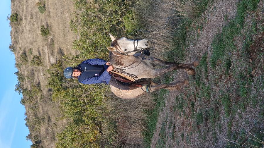 Cheval Arabe  vendre Blandas dans le Gard photo 2