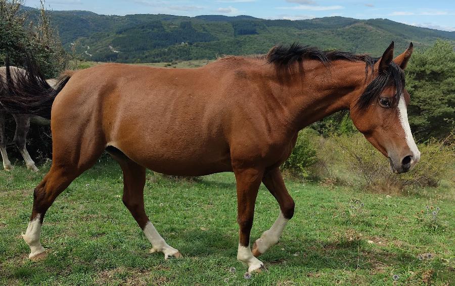 Cheval Arabe à vendre Blandas dans le Gard photo 1