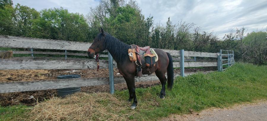 Cheval Arabe � vendre Blandas dans le Gard