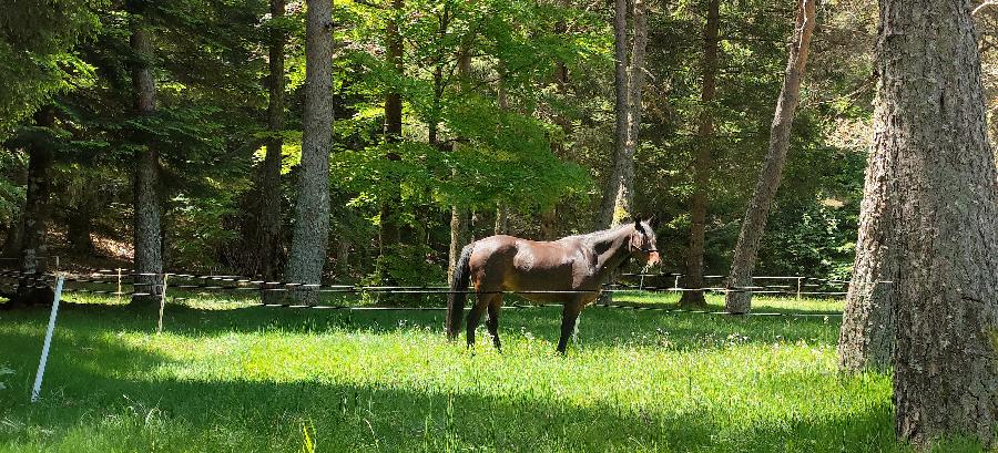 Cheval Arabe � vendre Blandas dans le Gard photo 2