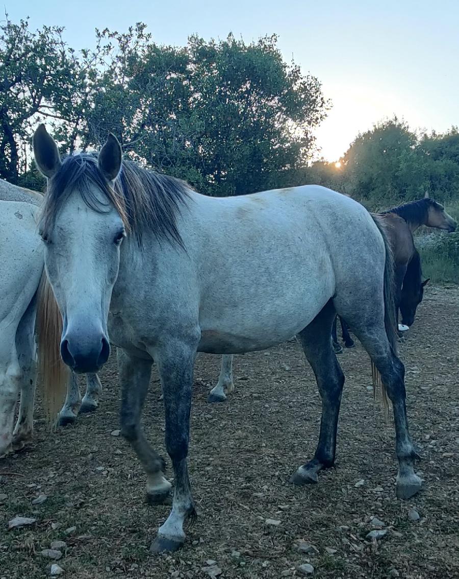 Cheval Arabe � vendre Blandas dans le Gard