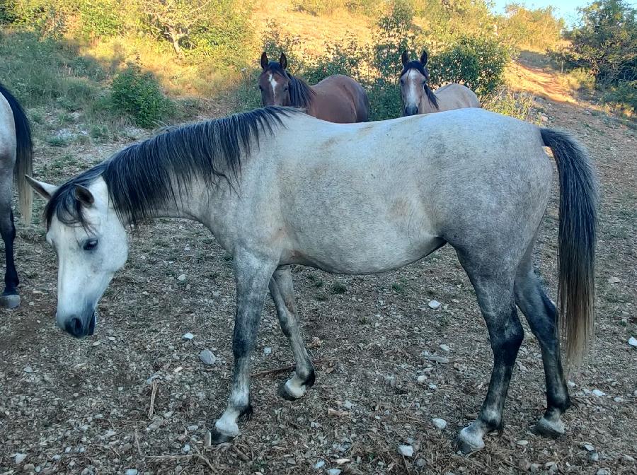 Cheval Arabe � vendre Blandas dans le Gard photo 2