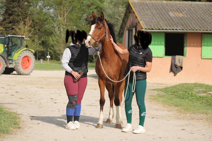 Cheval Arabe � vendre Blandas dans le Gard