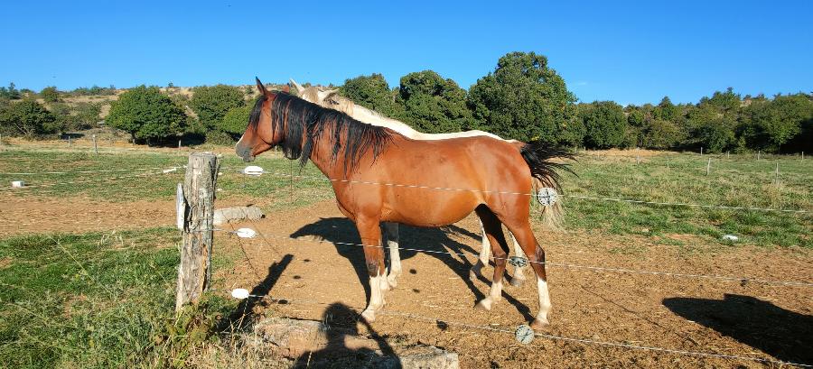Cheval Arabe � vendre Blandas dans le Gard photo 2