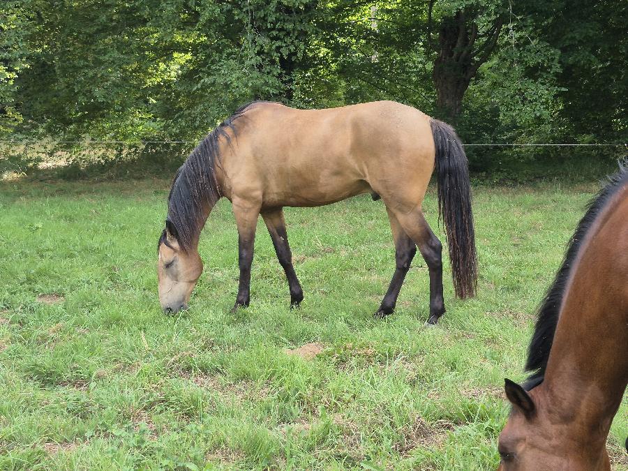 Cheval Lusitanien � vendre Domeyrot dans la Creuse