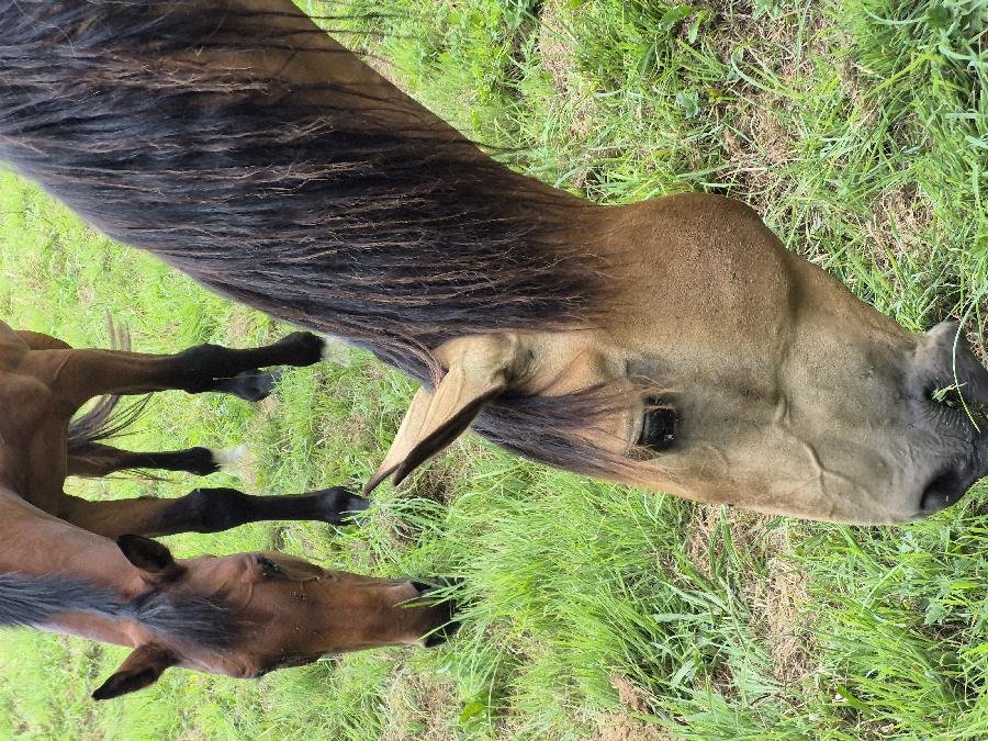 Cheval Lusitanien � vendre Domeyrot dans la Creuse photo 2