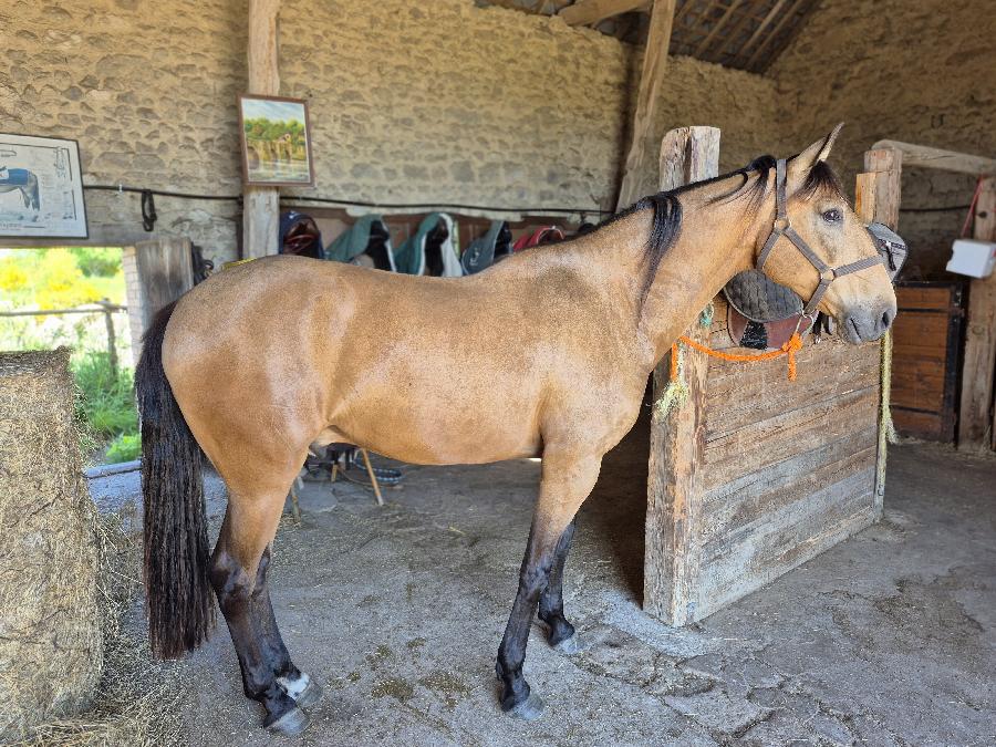 Cheval Lusitanien � vendre Domeyrot dans la Creuse photo 2