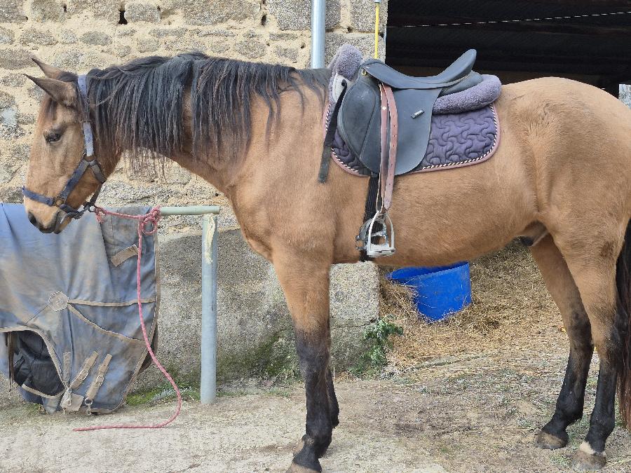 Cheval Lusitanien � vendre Domeyrot dans la Creuse photo 3