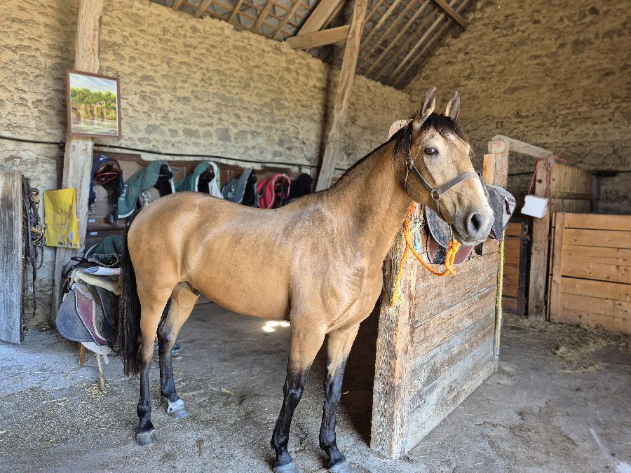 Cheval Lusitanien � vendre Domeyrot dans la Creuse photo 3