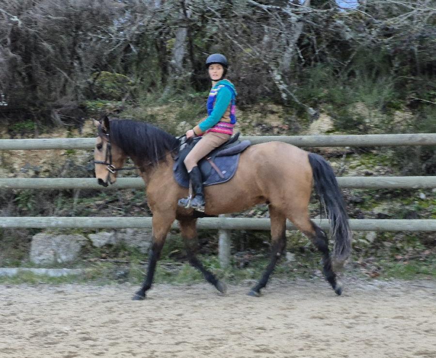 Cheval Lusitanien � vendre Domeyrot dans la Creuse photo 4