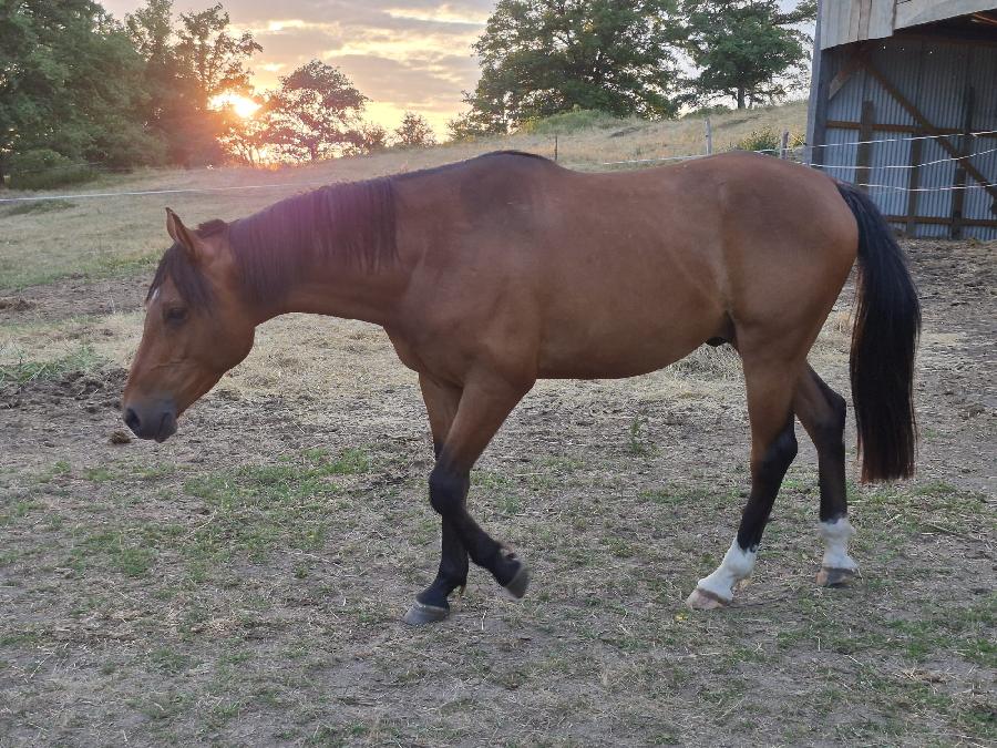 Cheval Arabe � vendre Domeyrot dans la Creuse photo 2
