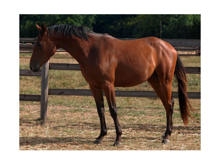 Cheval Anglo-Arabe  vendre Sonchamp dans les Yvelines