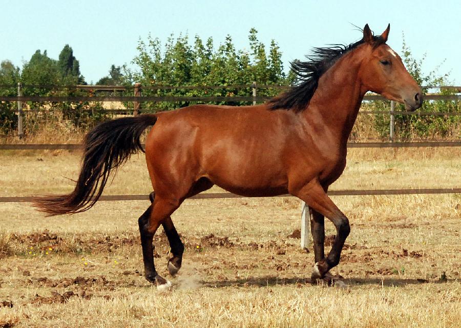 Cheval Anglo-Arabe  vendre Sonchamp dans les Yvelines photo 3