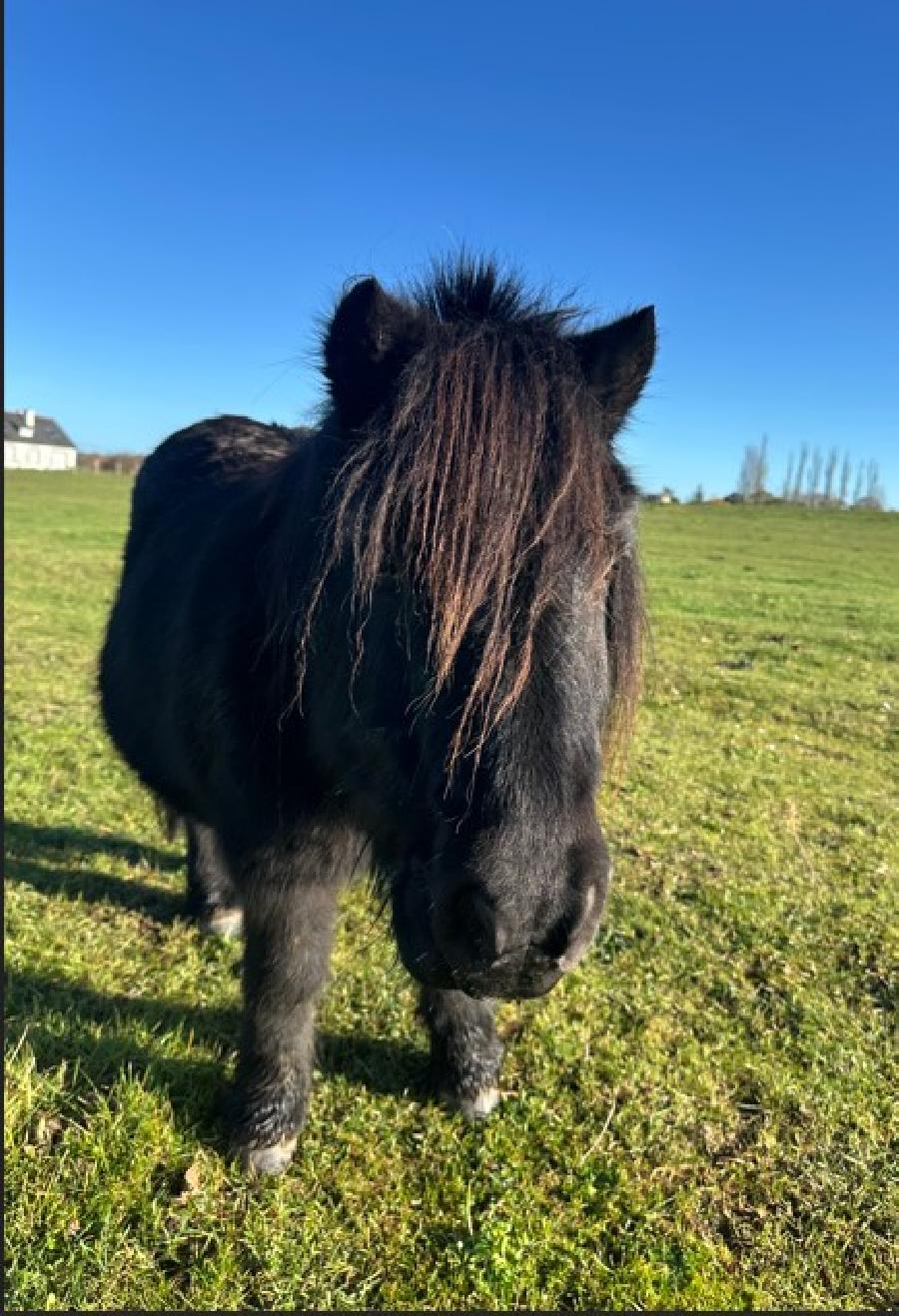 Poney Shetland  vendre Plurien dans les Ctes-dArmor photo 2