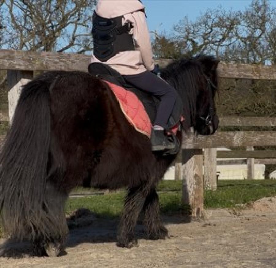 Poney Shetland  vendre Plurien dans les Ctes-dArmor photo 3