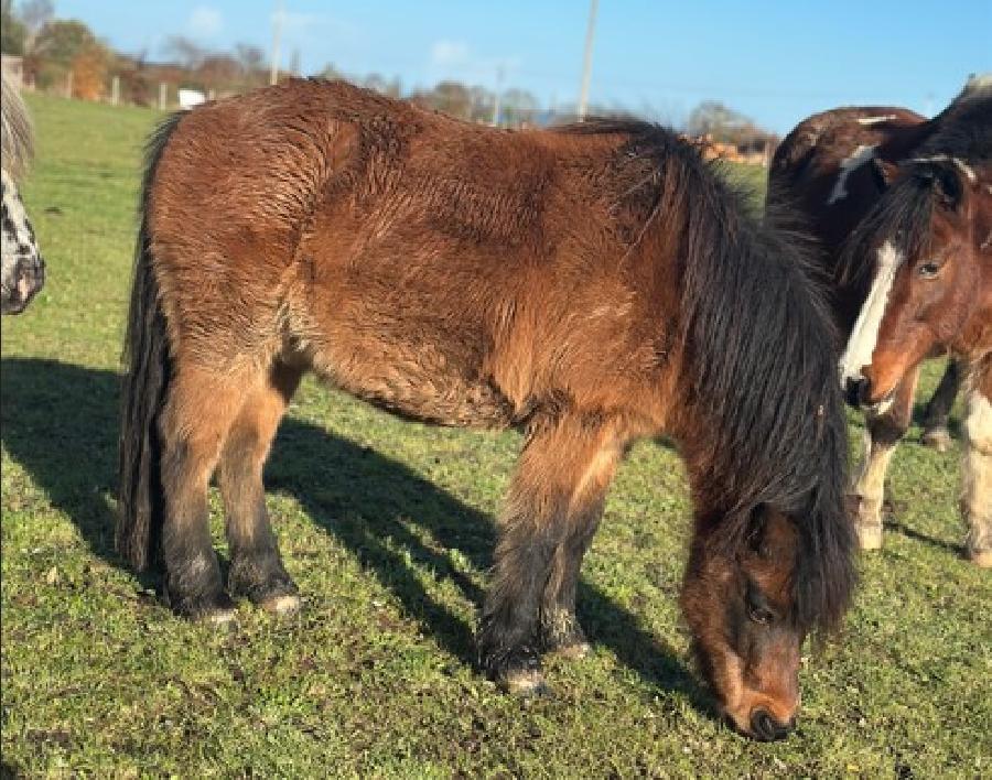 Hongre Shetland  vendre  Plurien Ctes-dArmor