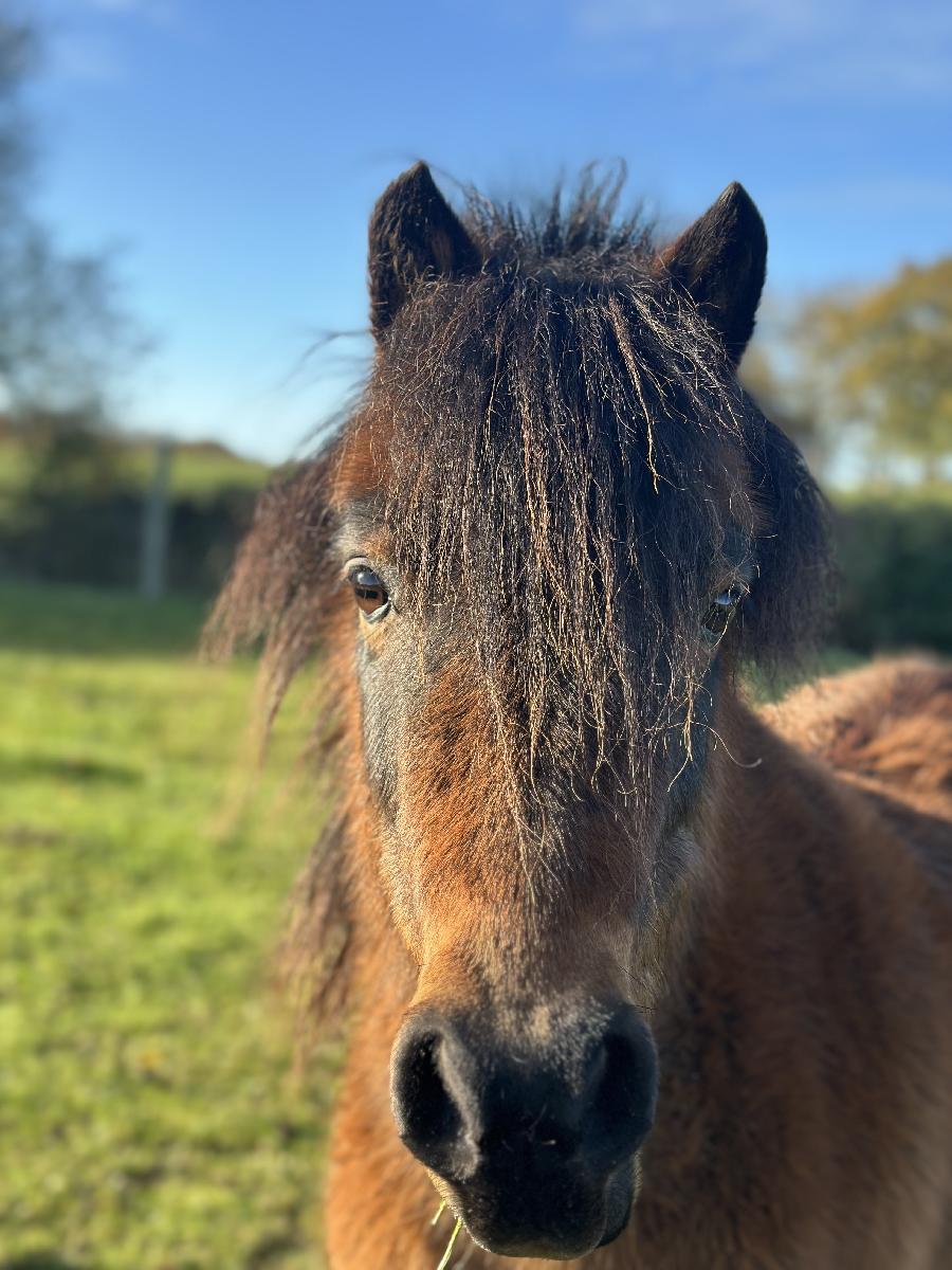 Poney Shetland  vendre Plurien dans les Ctes-dArmor photo 2