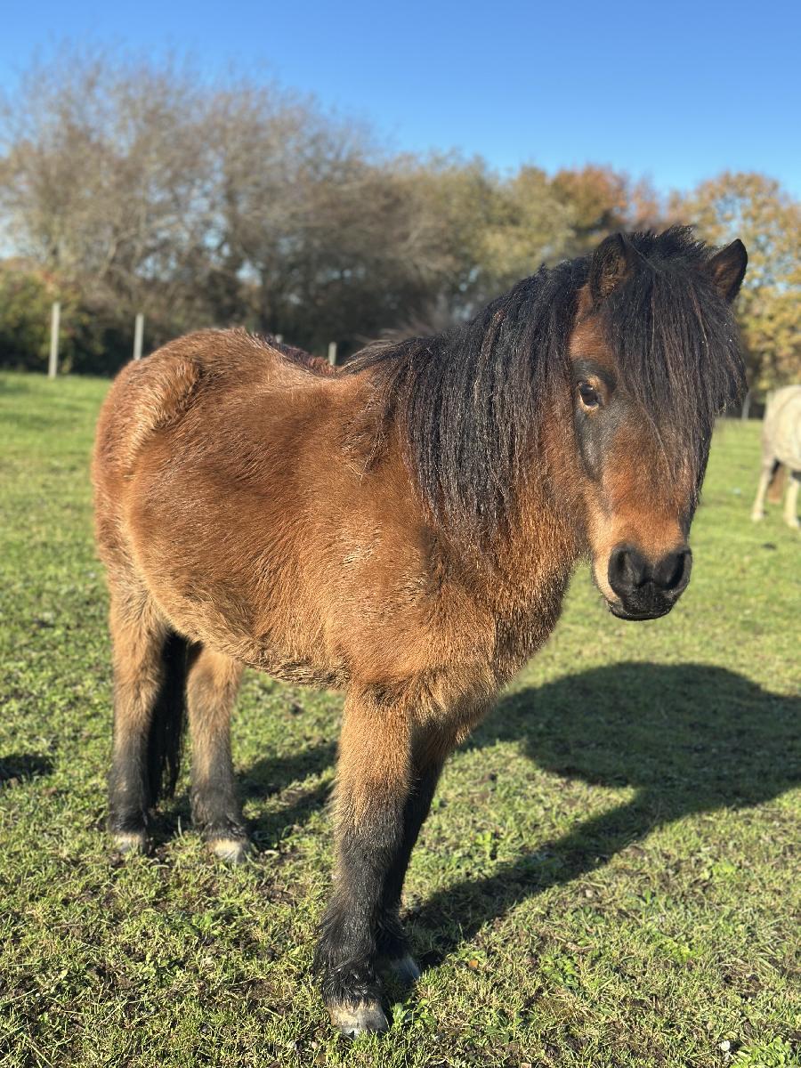 Poney Shetland  vendre Plurien dans les Ctes-dArmor photo 3