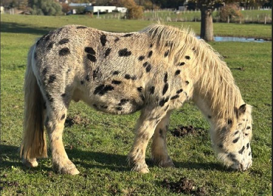 Cheval d' Origine non constate  vendre Plurien dans les Ctes-dArmor