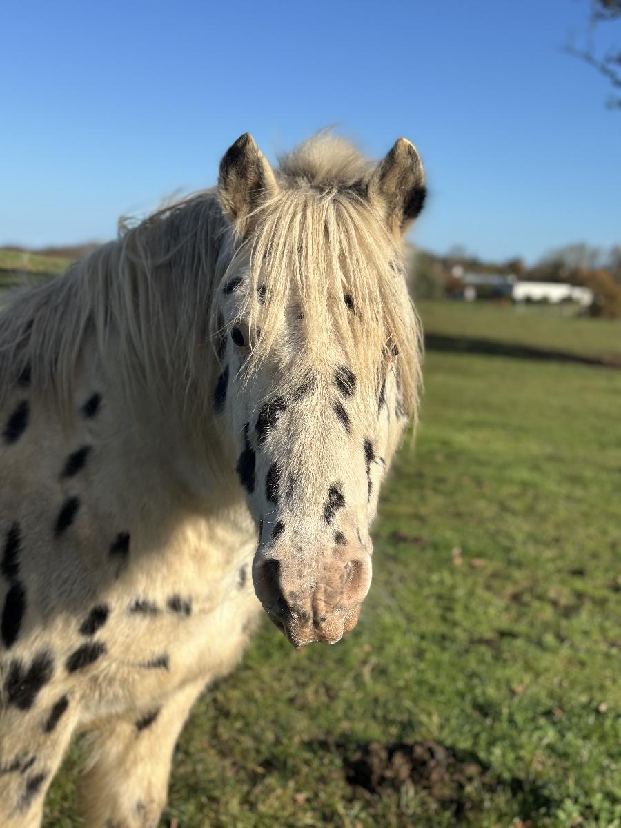 Cheval d' Origine non constate  vendre Plurien dans les Ctes-dArmor photo 2