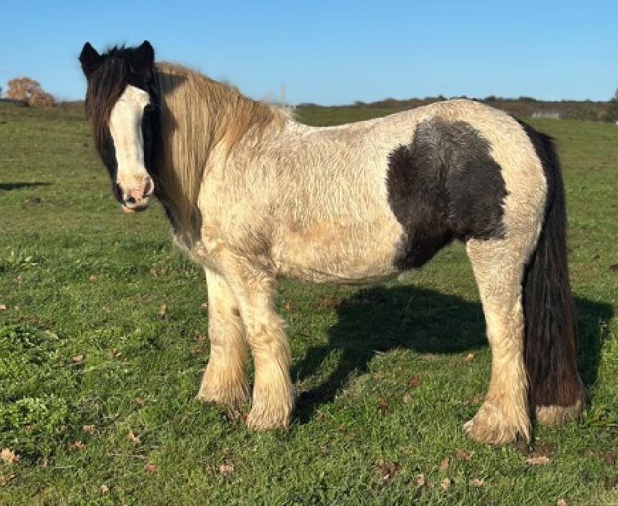 Cheval d' Origine non constate  vendre Plurien dans les Ctes-dArmor