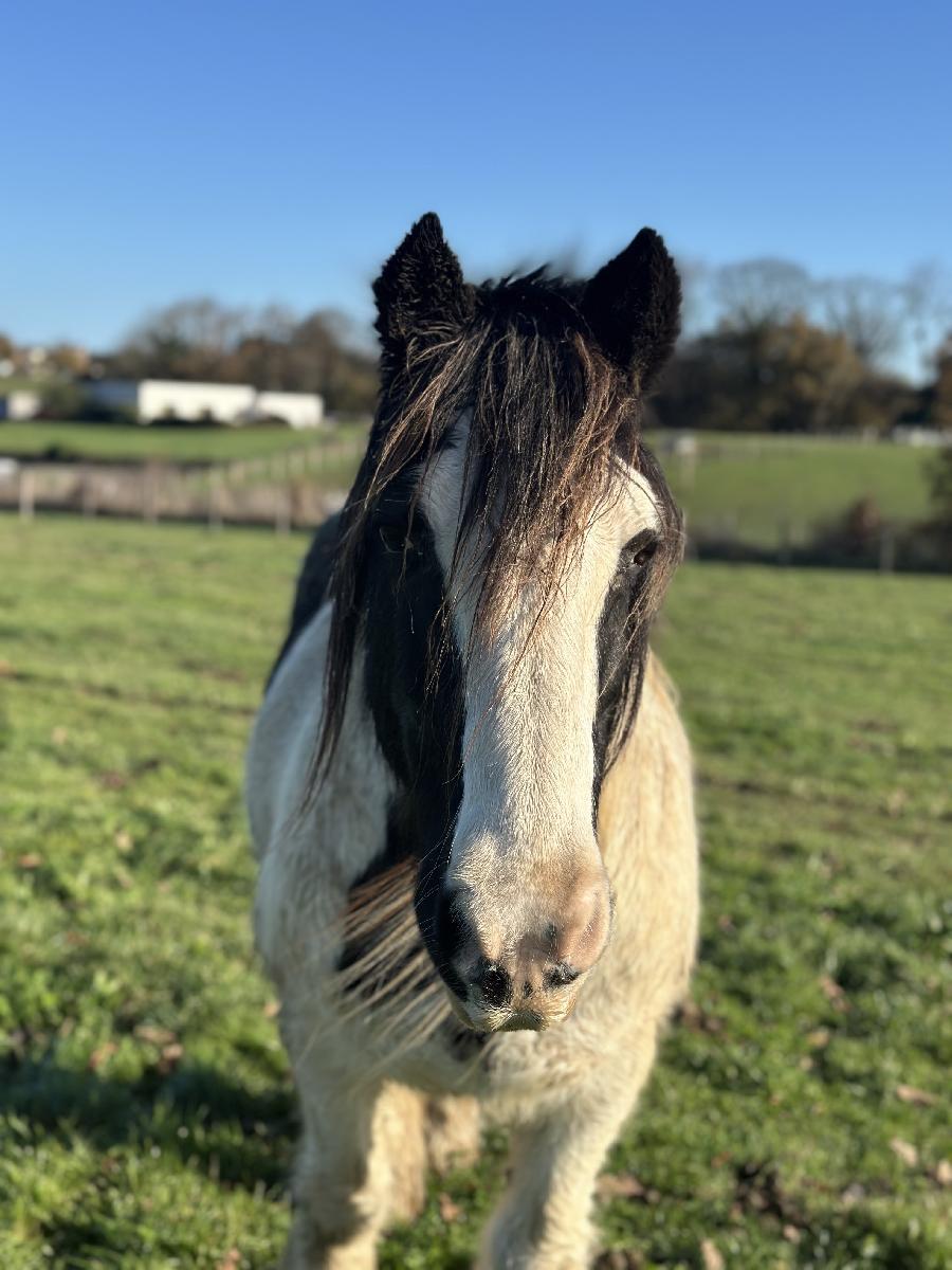 Cheval d' Origine non constate  vendre Plurien dans les Ctes-dArmor photo 2