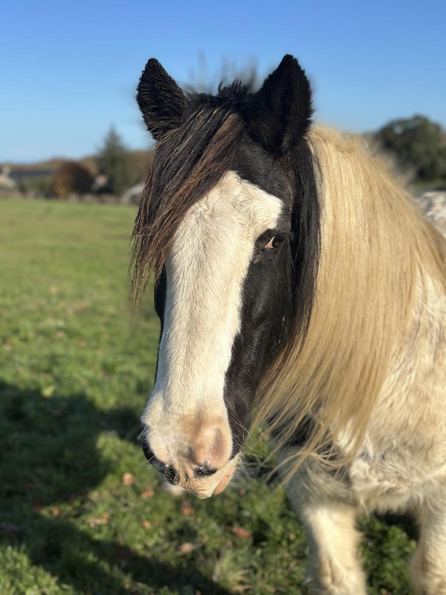 Cheval d' Origine non constate  vendre Plurien dans les Ctes-dArmor photo 3