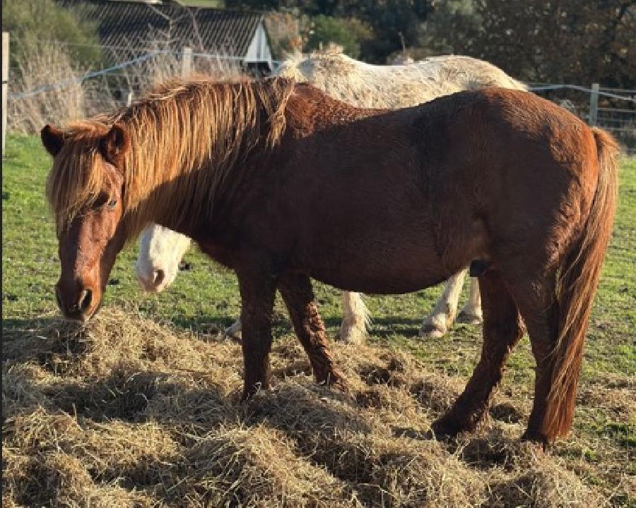 Cheval d' Origine non constate  vendre Plurien dans les Ctes-dArmor