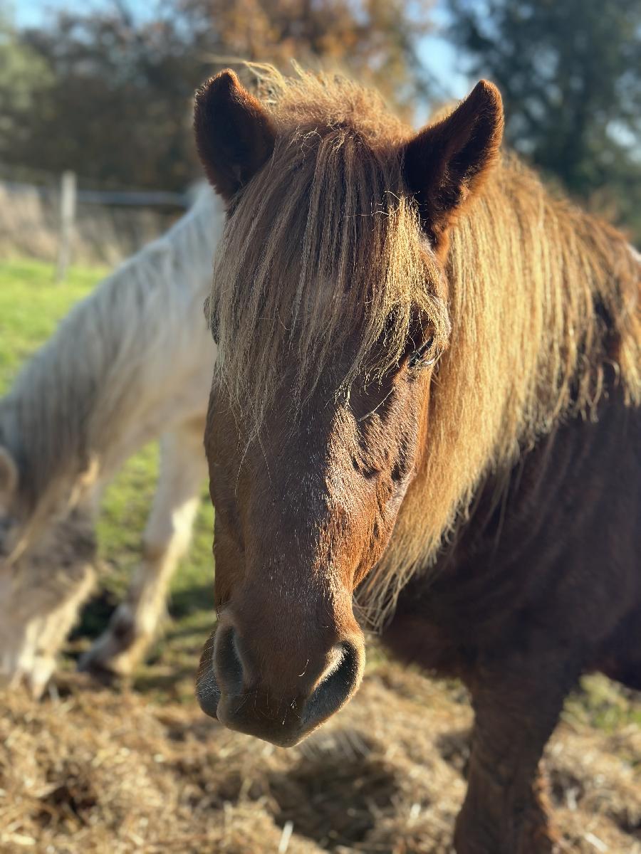Cheval d' Origine non constate  vendre Plurien dans les Ctes-dArmor photo 2