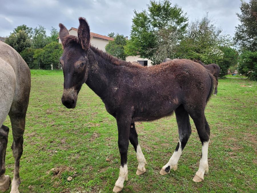 Pouliche Mulet  vendre  Pampelonne Tarn