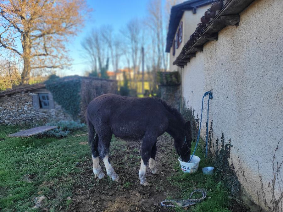  Mulet  vendre Pampelonne dans le Tarn photo 2