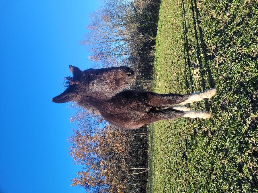  Mulet  vendre Pampelonne dans le Tarn photo 3
