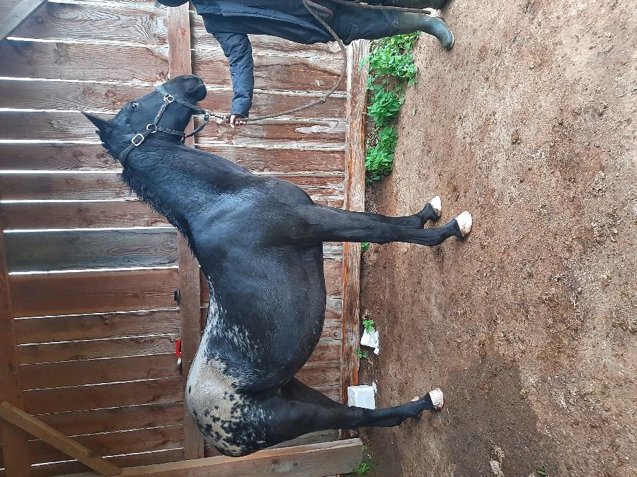 Cheval Origine constat�e � vendre Saint-Christophe-en-Bourbonnais dans l'Allier photo 5