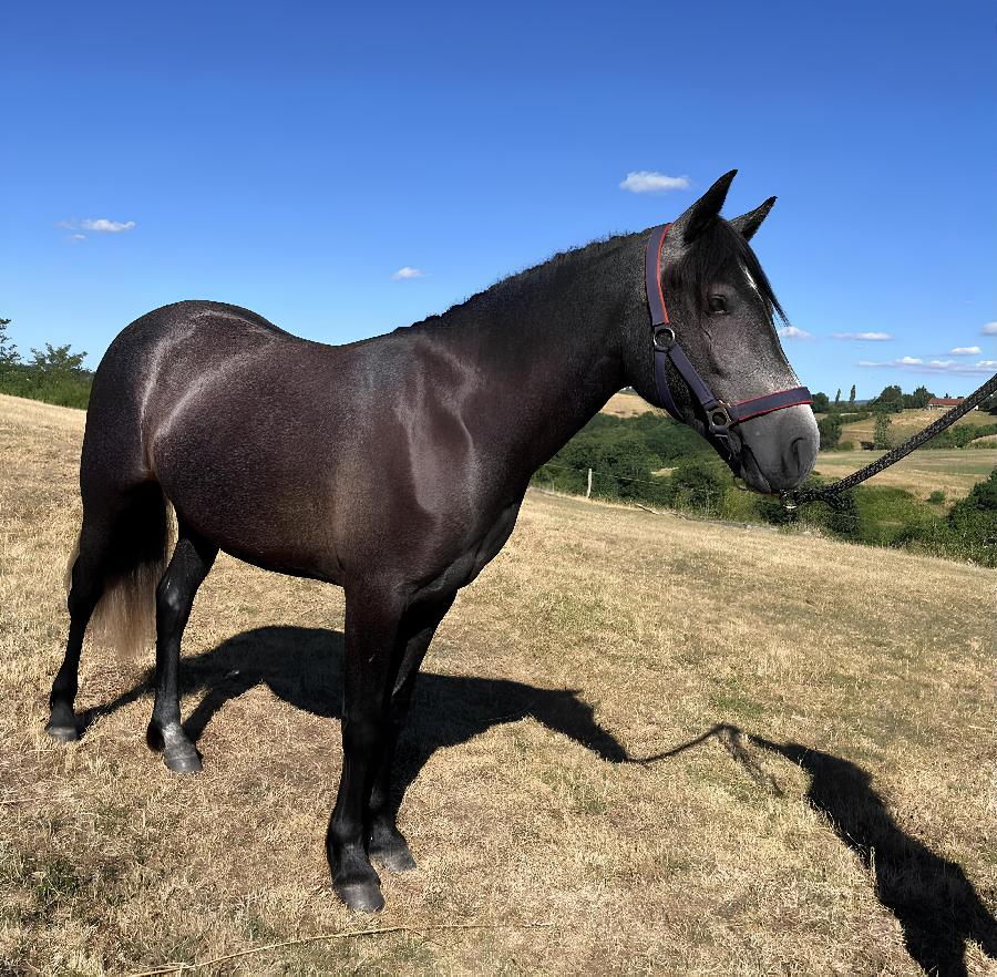 Poney Connemara � vendre Saint-Christophe-en-Bourbonnais dans l'Allier