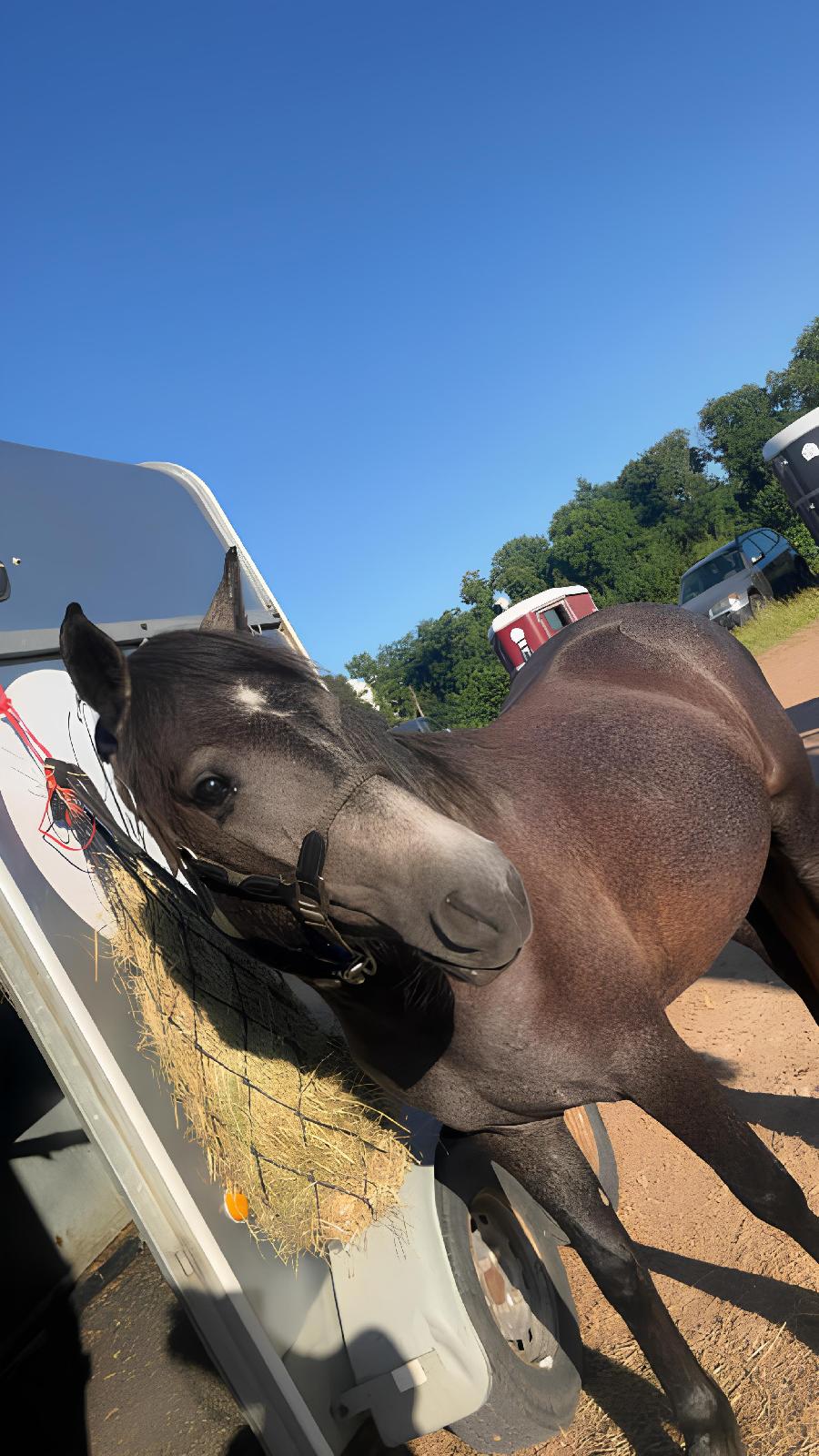 Poney Connemara � vendre Saint-Christophe-en-Bourbonnais dans l'Allier photo 2