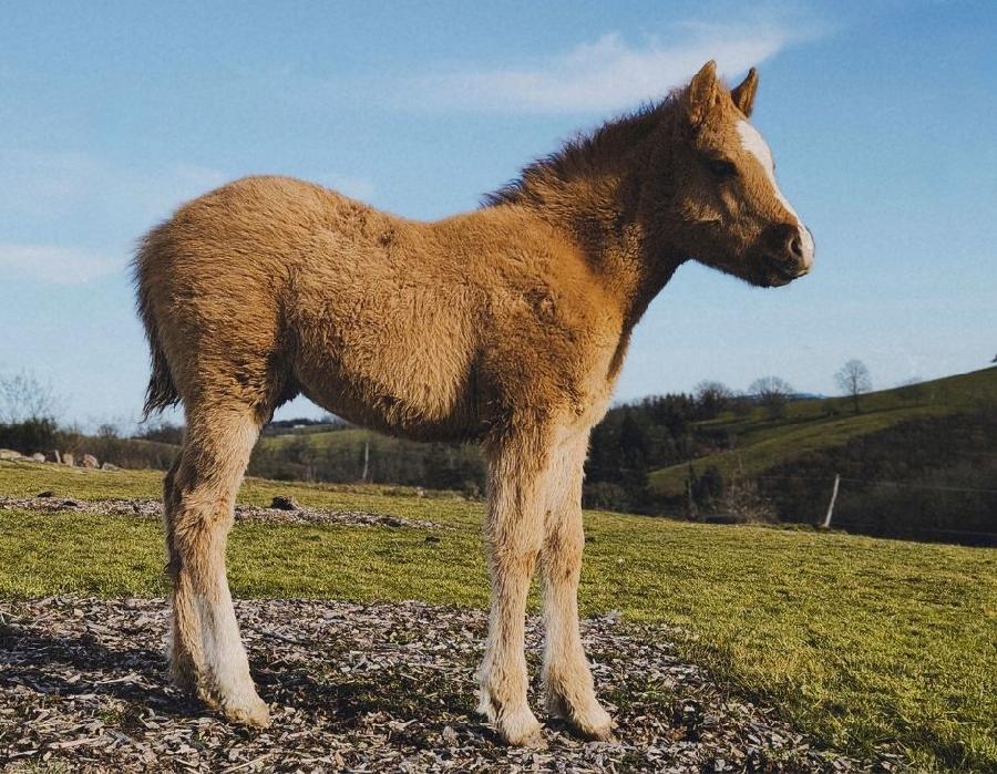 Poney Connemara � vendre Saint-Christophe-en-Bourbonnais dans l'Allier