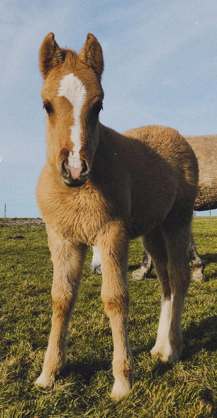 Poney Connemara � vendre Saint-Christophe-en-Bourbonnais dans l'Allier photo 2