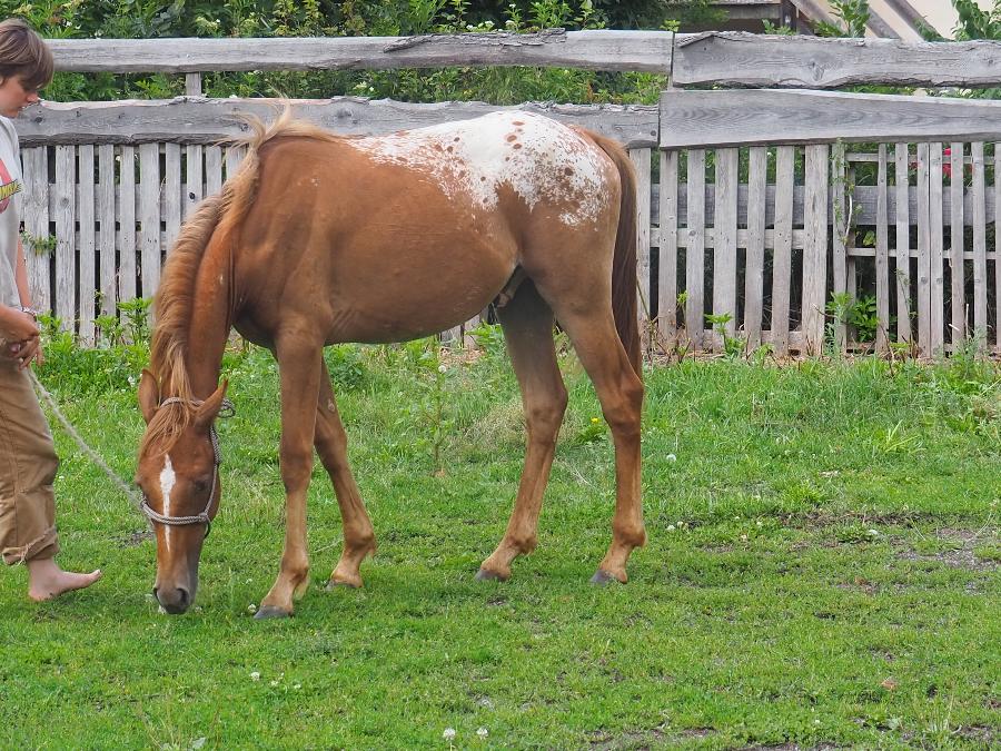 Cheval Appaloosa � vendre Forest-Saint-Julien dans les Hautes-Alpes