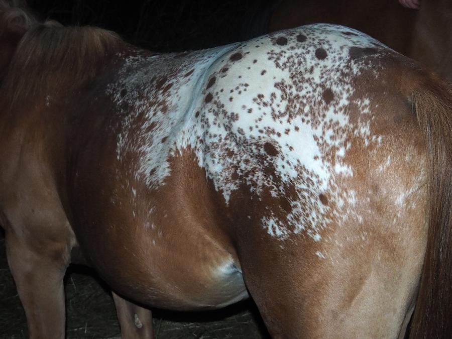 Cheval Appaloosa � vendre Forest-Saint-Julien dans les Hautes-Alpes photo 2