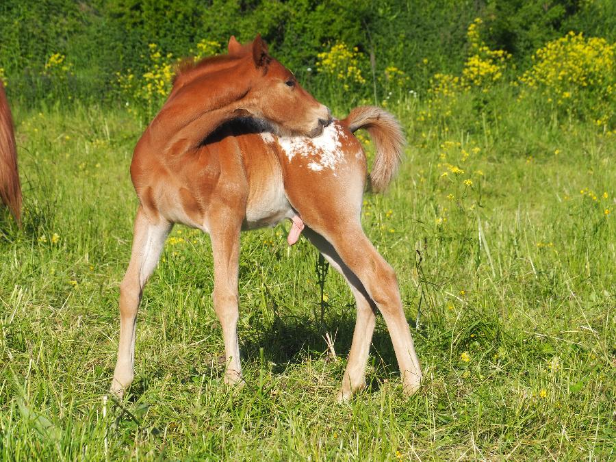 Cheval Appaloosa � vendre Forest-Saint-Julien dans les Hautes-Alpes photo 3