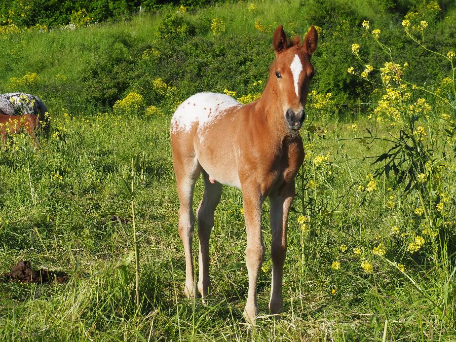 Cheval Appaloosa � vendre Forest-Saint-Julien dans les Hautes-Alpes photo 4