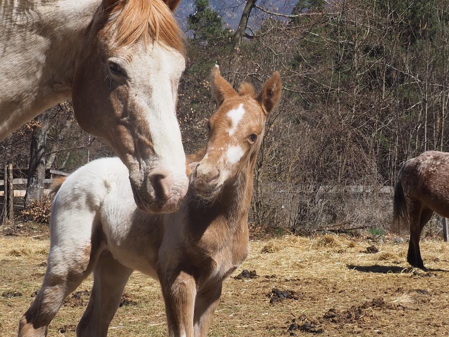 Cheval Appaloosa � vendre Forest-Saint-Julien dans les Hautes-Alpes